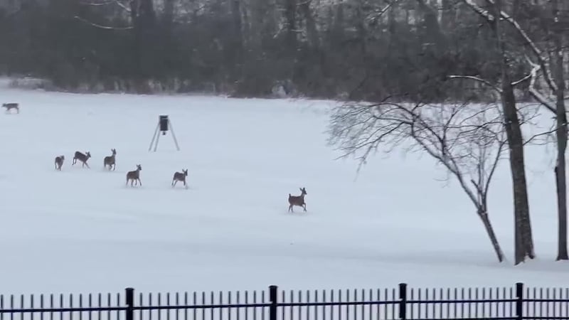 A video captured dozens of deer frolicking in the snow after a winter storm in Tennessee.