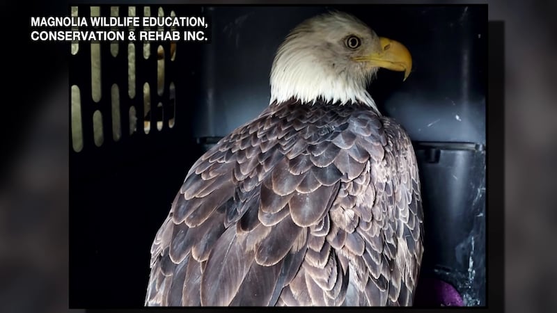 Bald eagle at Magnolia Wildlife Education, Conservation and Rehab Inc.