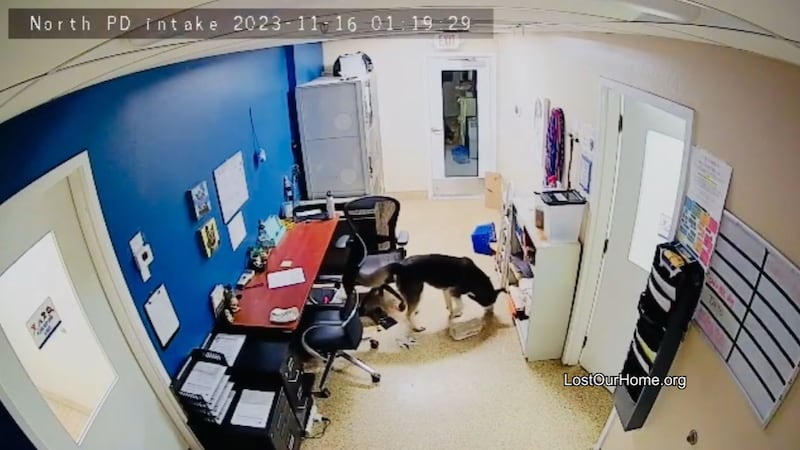 A husky named King yearned to be free and fill his tummy while at Lost Our Home Pet Rescue in...