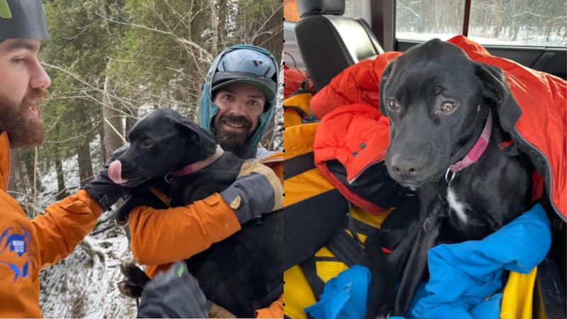 A 3-year-old dog named Dancer survived a 60-foot fall off a cliff near Miners Castle Rock in...