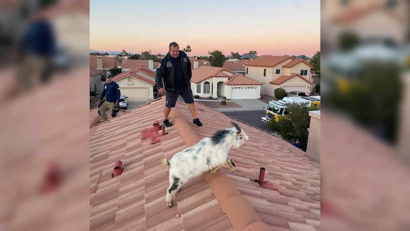 Firefighters rescued a goat from a rooftop.