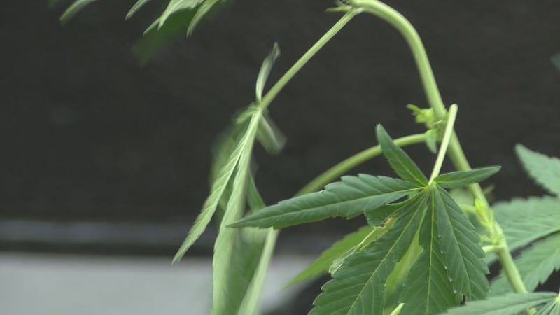 Generic Picture of Marijuana Leaves