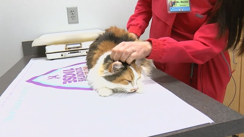 Blueberry, a five-year-old cat, came to the Caldwell Mill Animal Clinic last week.