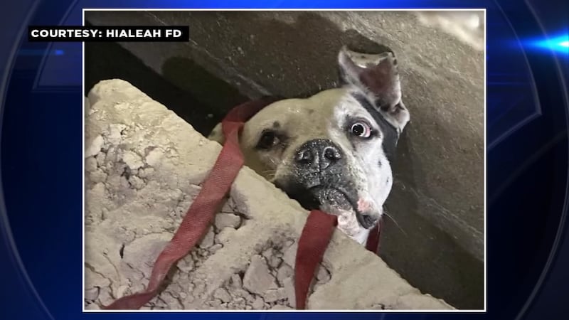 Rescue crews had to find a safe place to cut through the wall to reach 5-year-old Yanko after...
